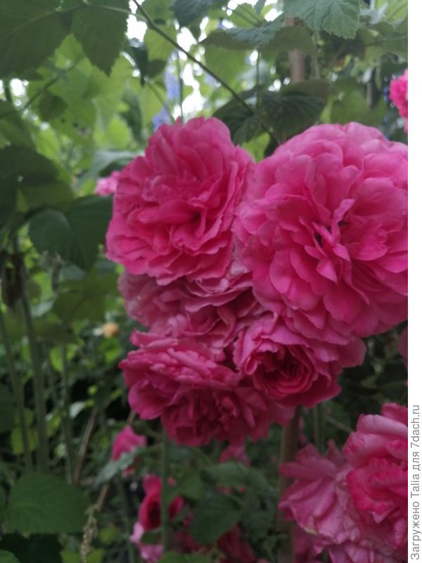 Розариум Ютерсон