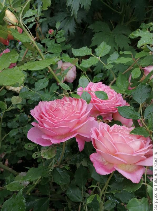 Джубили Селебрейшн