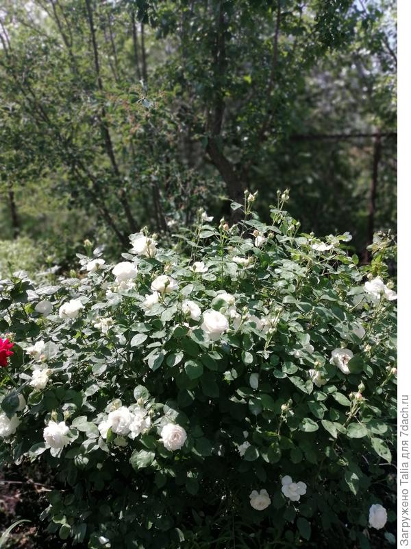 Винчестер кафидрал