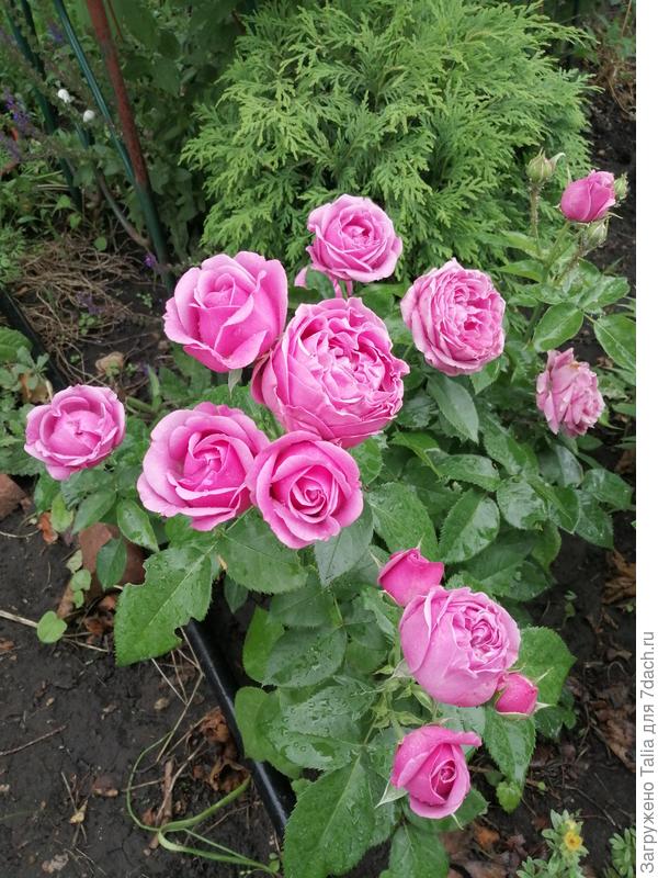 Мисти Баблз