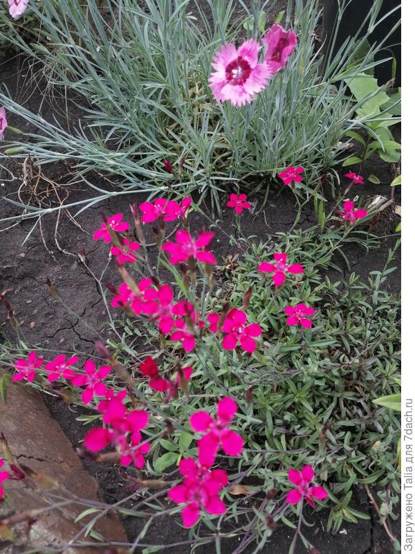 Гвоздика травянка Бриллиант. Цвет удивительный. Камера не передаёт его. Заметен только на бутонах в центре.