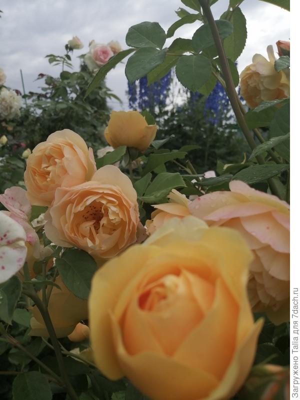 Грехем Томас