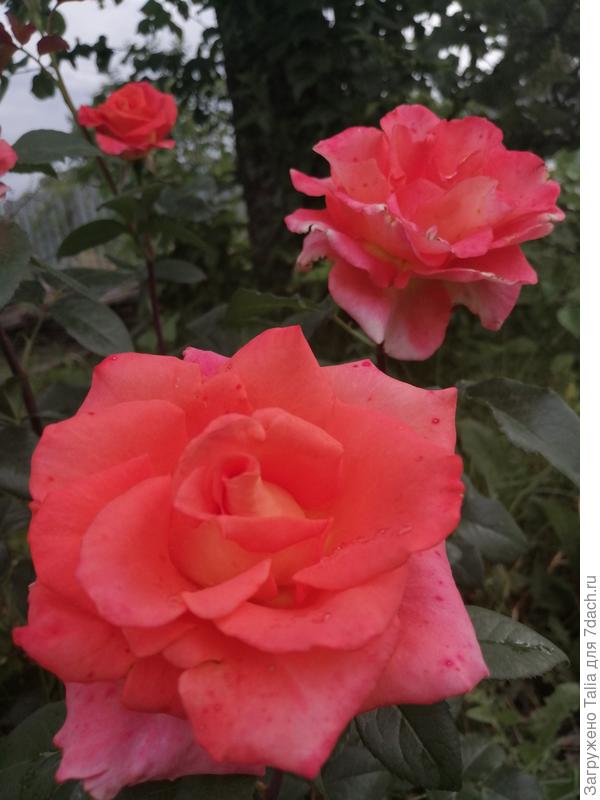 Название не знаю