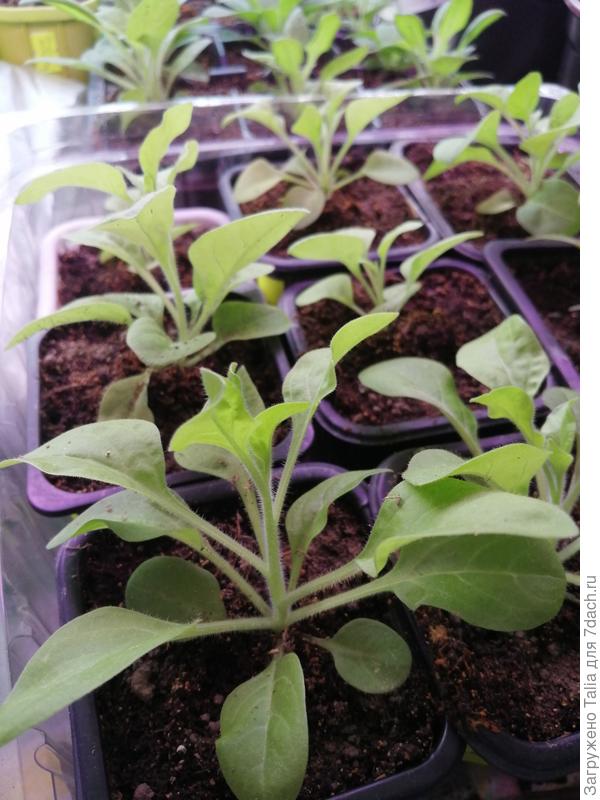 Петунии, что были поменьше, перевалила в кассеты побольше. И их снова надо перевалить. Растут очень быстро.