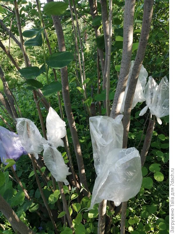 Ирга в тени, поэтому не стала вкладывать бумагу.