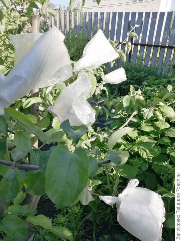 Внутрь пакетиков вложила бумагу от солнца.