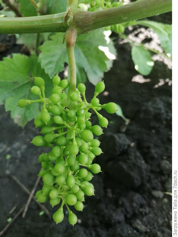 Это как раз "прыткий" Леон Мийо. Тёмный на сок. Уже завязался.