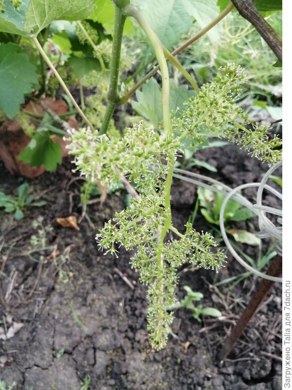 В основном в таком виде. Супер-Экстра, белый очень ранний