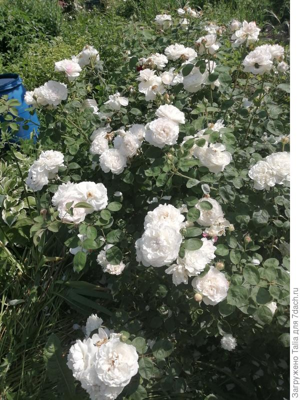 Это часть куста Винчестер Кафидрал. л