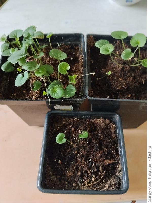 Вот такие разные из одного пакета.