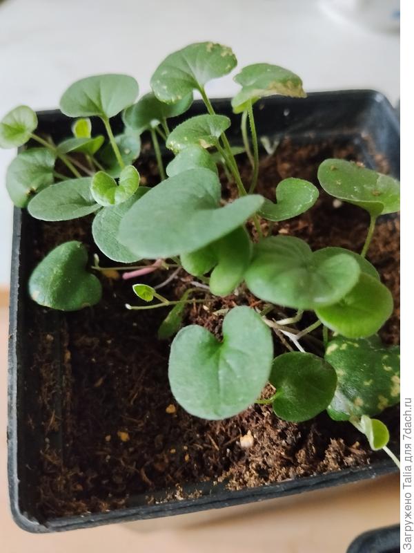 Активно появляются побеги. Растем.