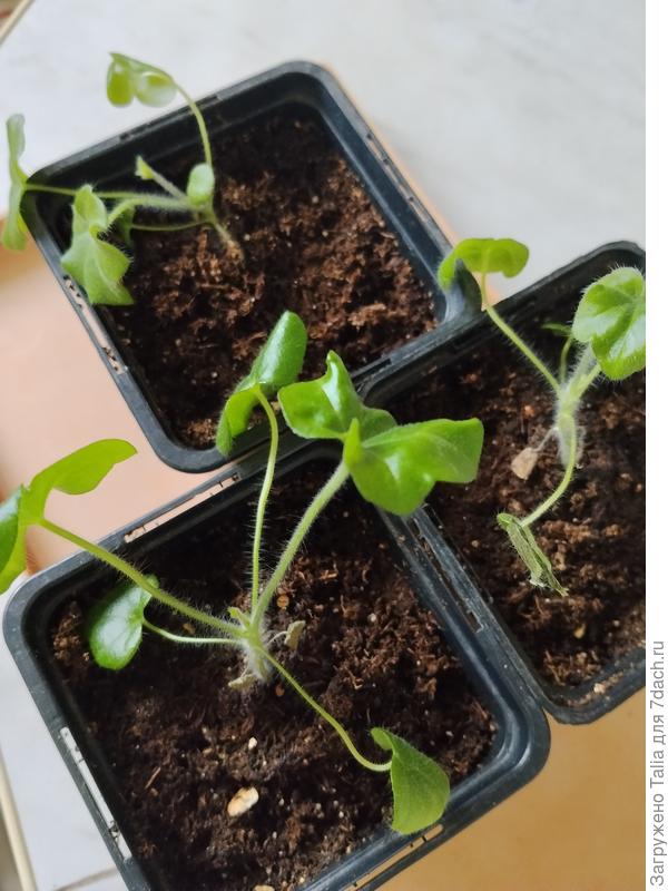 Растут медленно, t 24-25'°.  Какие то жиденькие. Стебли начали наклоняться. Листья немного увеличиваются. Может грунт не нравится?!Здесь Биомастер с перлитом.  Или  t не подходит?! Ну очень медленно.