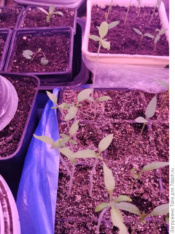 Вот 1 ряд из 4 ячеек.  Перцы рядом естественно отстают.