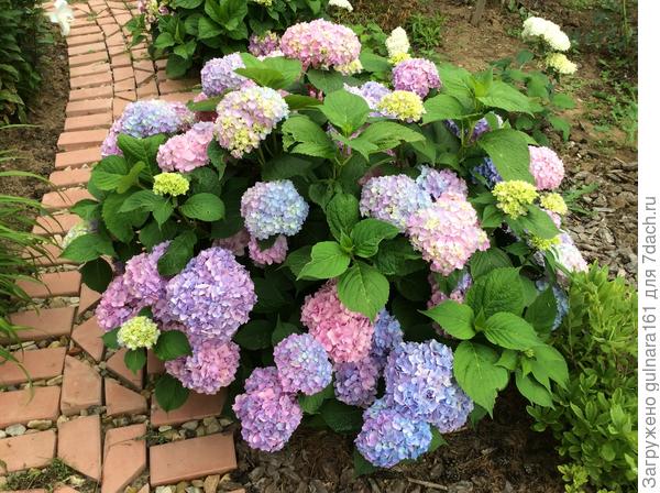 Сорт не знаю, покупала на рынке