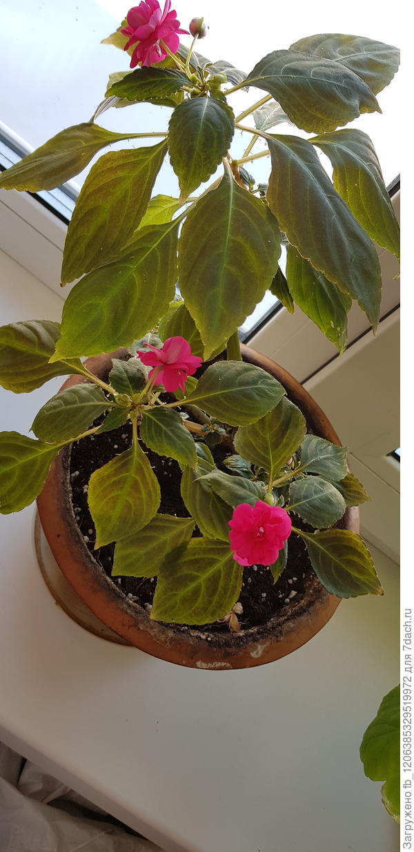 2. Здесь на стеблях растут маленькие сахаринки.