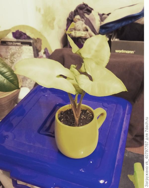 Какая-то лиана... Но поиски не дали результатов, т.к. у того, что я находил другие листья...