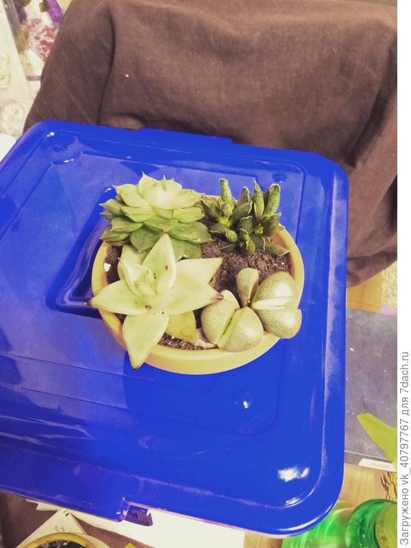 Знаю, что в форме розы - эчеверия, а похожие на бегемотиков - литопсы... Вопросы вызывают тот суккулент, что в форме звезды и тот, что похож на часть инопланетной флоры )))