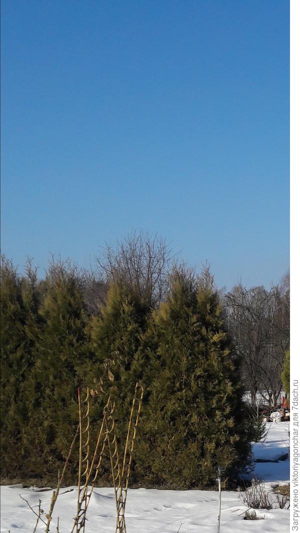 подскажите, пожалуйста, как называются эти туи.спасибо.