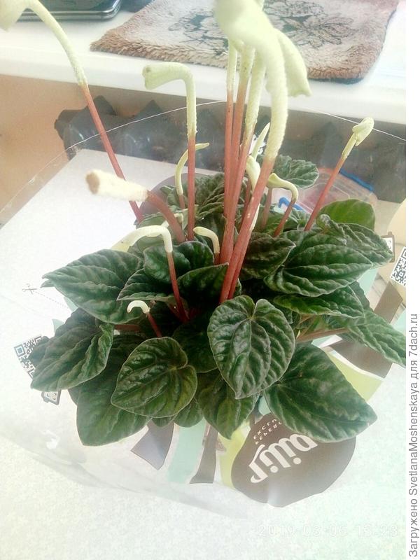 Что за растение? Подскажите, пожалуйста.