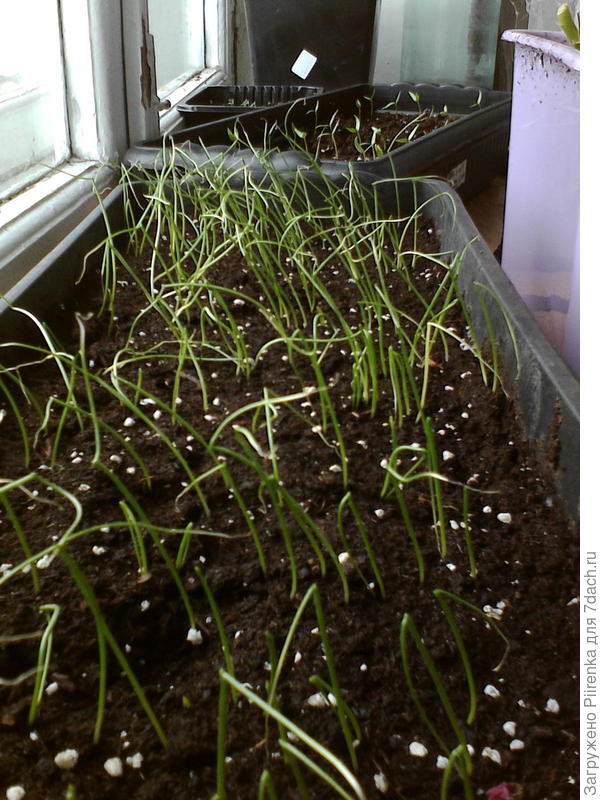 Лук ялтинский посеяла 22 февраля.