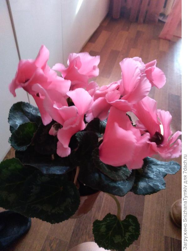 Как называется?