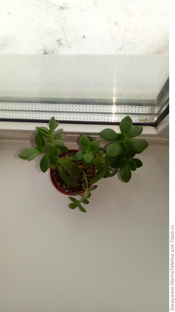 Подскажите, что за суккулент? Подозреваю, что аихризон, но неуверена.