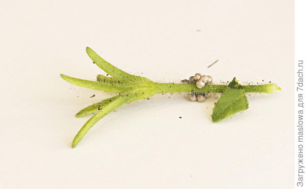 Это вид с другой стороны