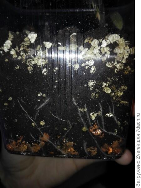 Корневая томата, неделю назад подсыпал земли