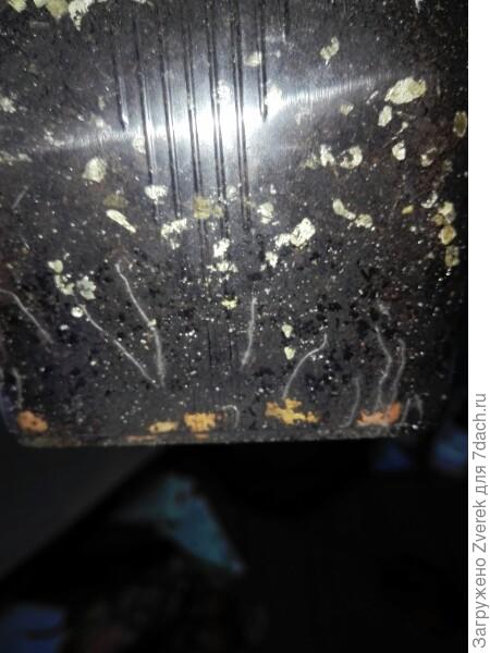 корневая баклажана