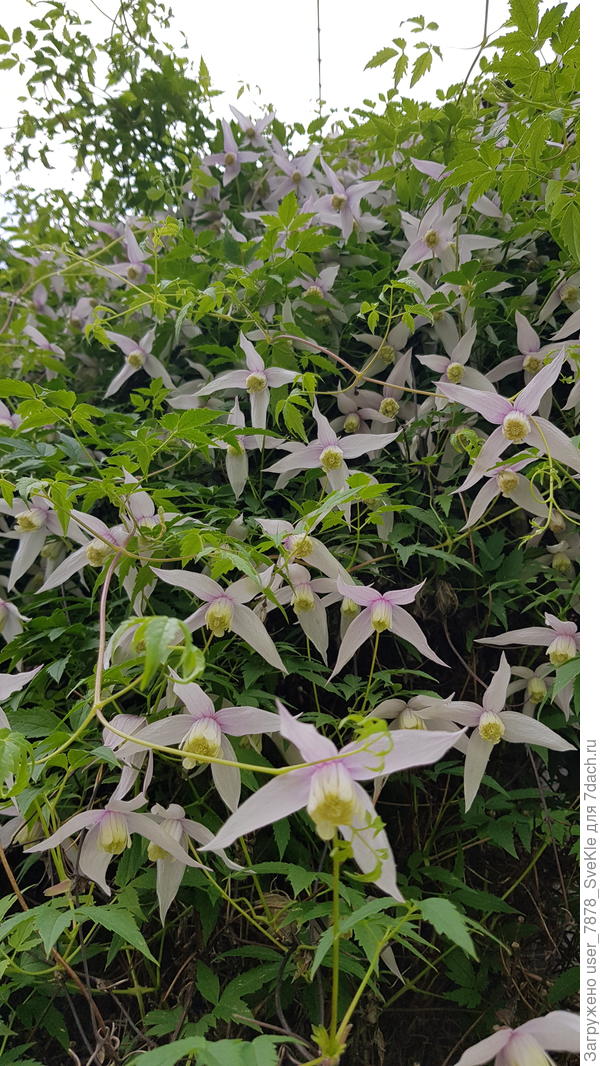 Похож ведь на княжик?