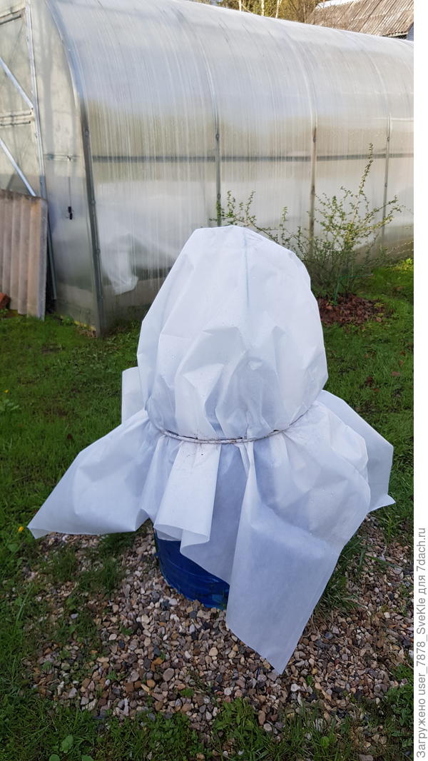 Огурец кустовой с 3 листом и показался 4-й