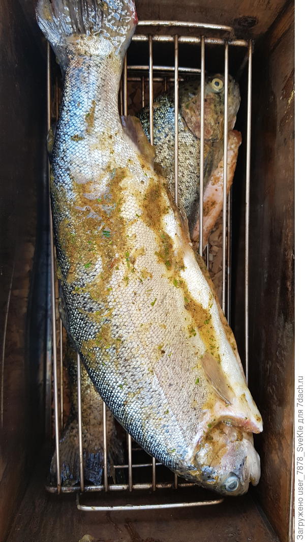 2 форели (в специях предварительно лежала 4-5 часов)