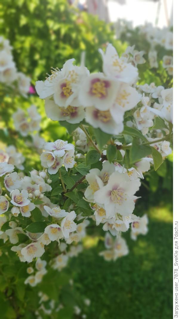 Чубушник Необычный реально распространяет необыкновенный аромат земляники - наслаждаемся!