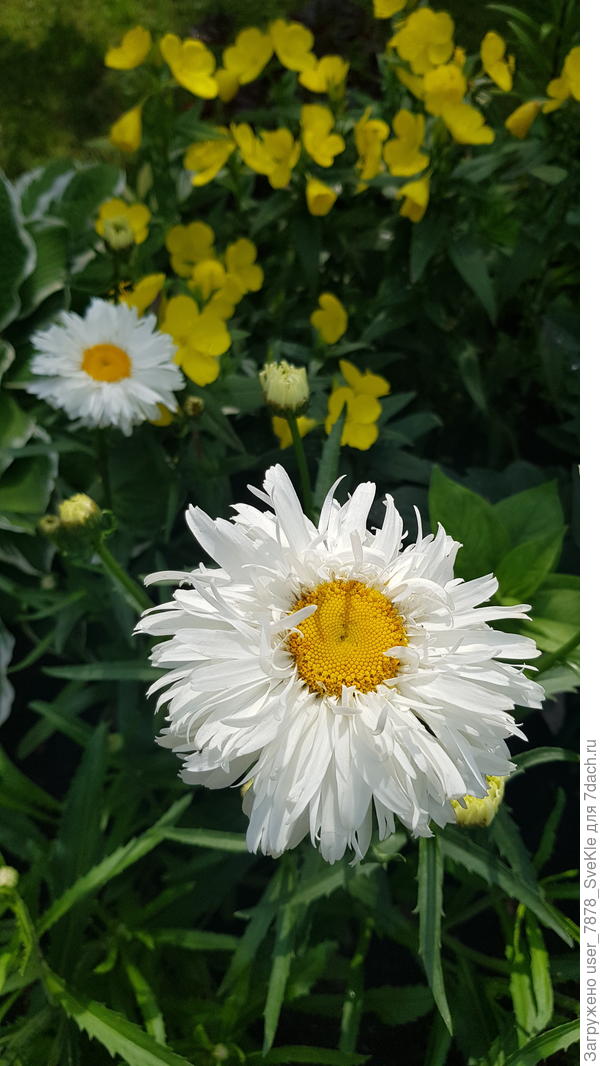 А сколько еще бутонов на подходе! Обожаю!