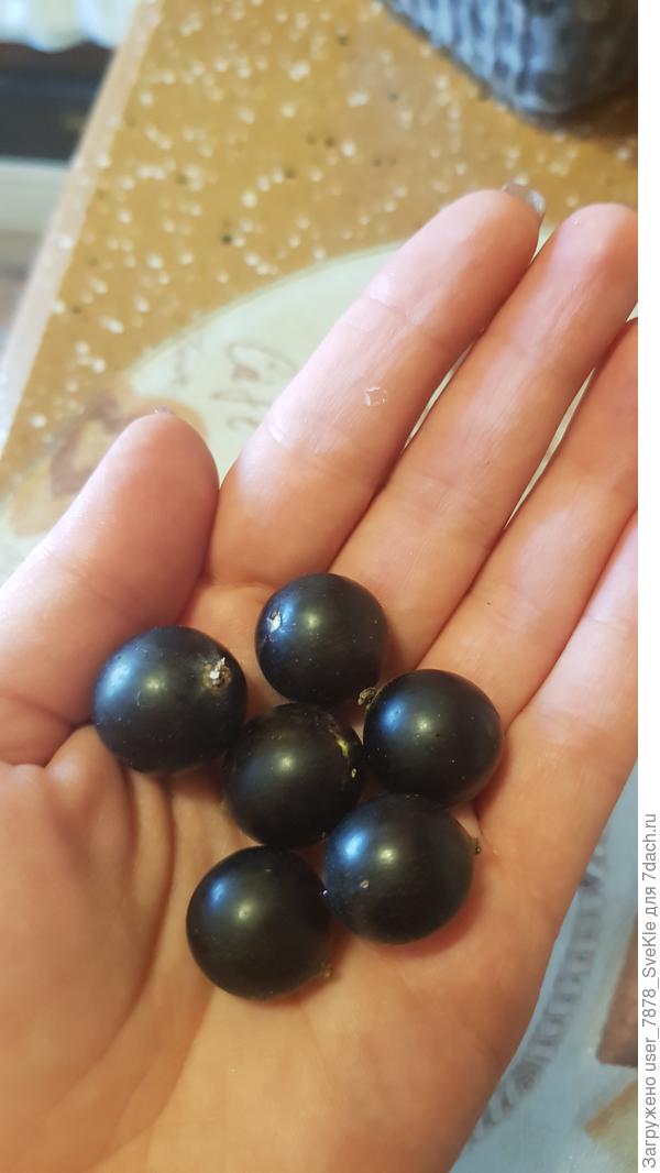 Прям размером с вишню, я б сказала