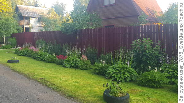 2 года назад перед забором со стороны улицы прокорчевали джунгли шиповника, завезли земли и высадили излишки хост, астильб и еще растений, названий  всех не помню