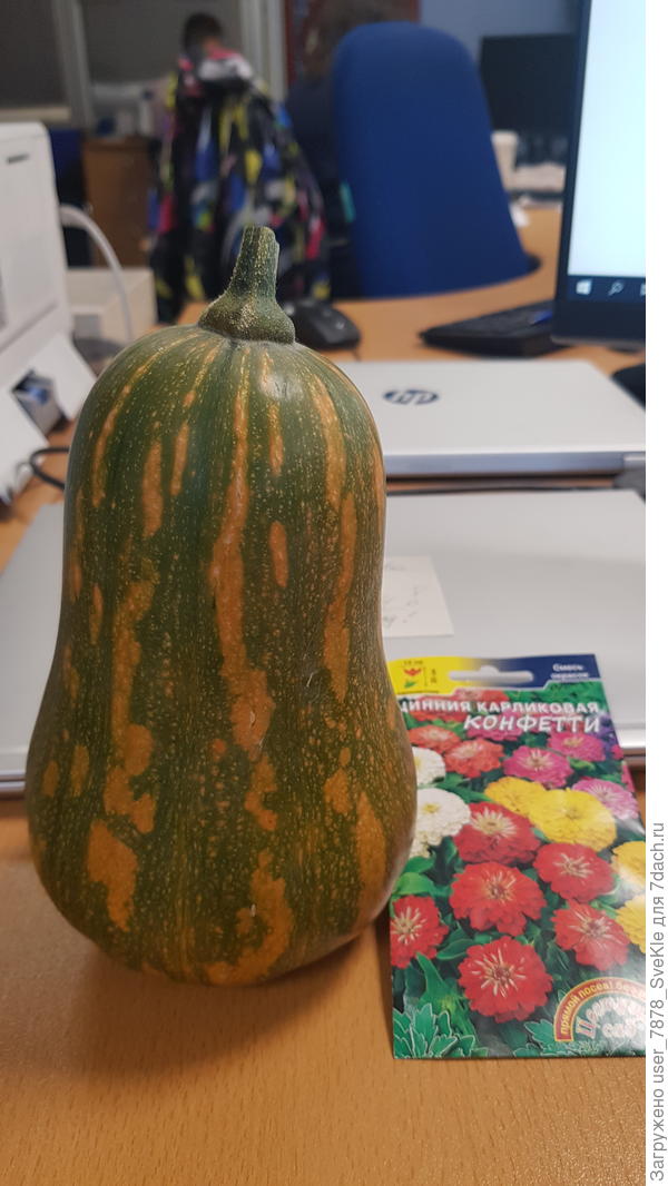 Подруга угостила тыквой &quot;Капелька&quot;. Мне понравилась👍