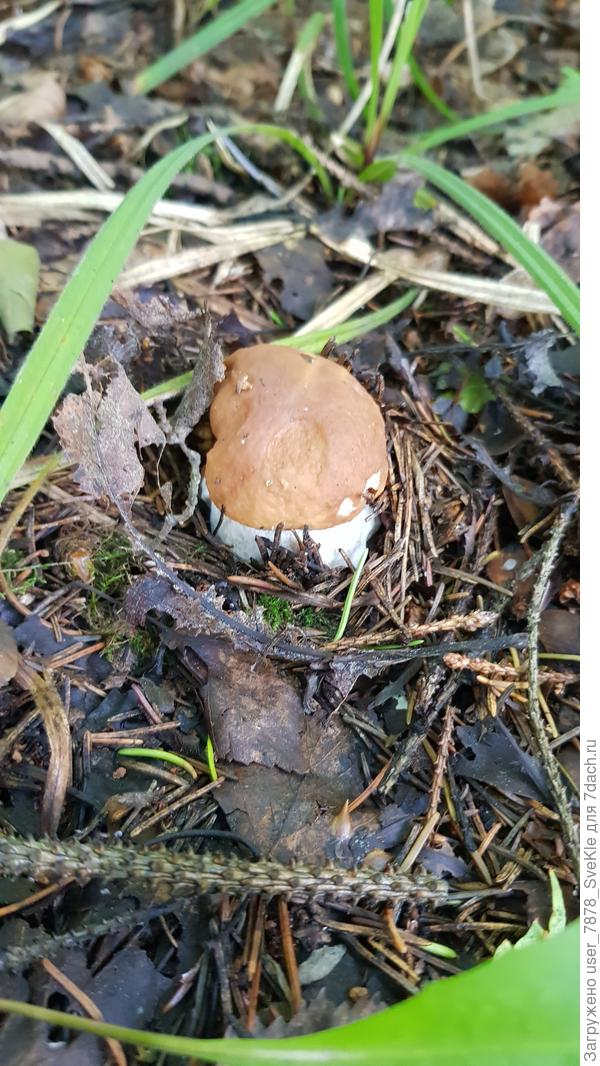 Да, Андрей, прямо за калиткой всё время растут, даже в лес входить не нужно