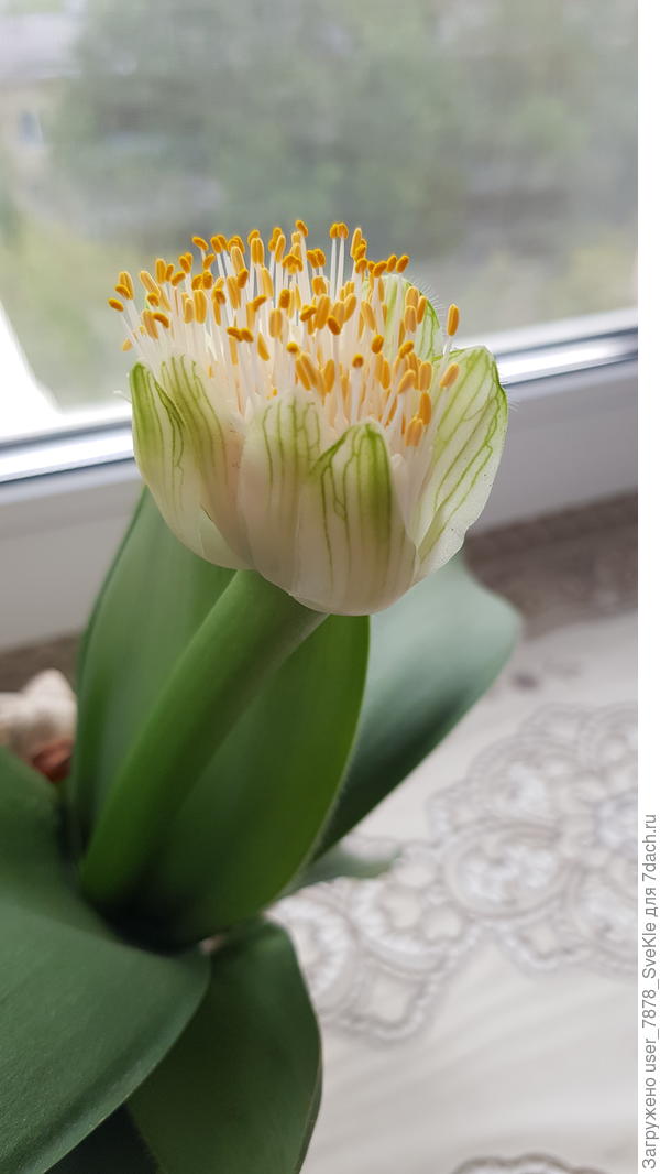 Завтра вернусь в Мск, посмотрю, насколько раскрылся)