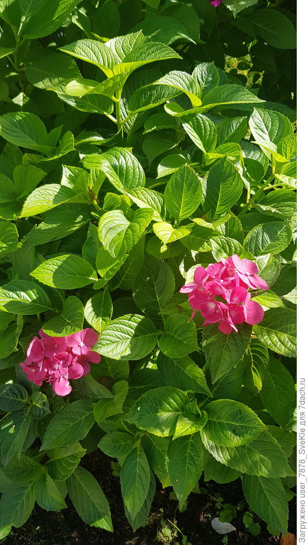 Вот вторая из двух маленьких, она справа. В предыдущий кадр не вошла. Сколько лет у мамы они сидели и не цвели.