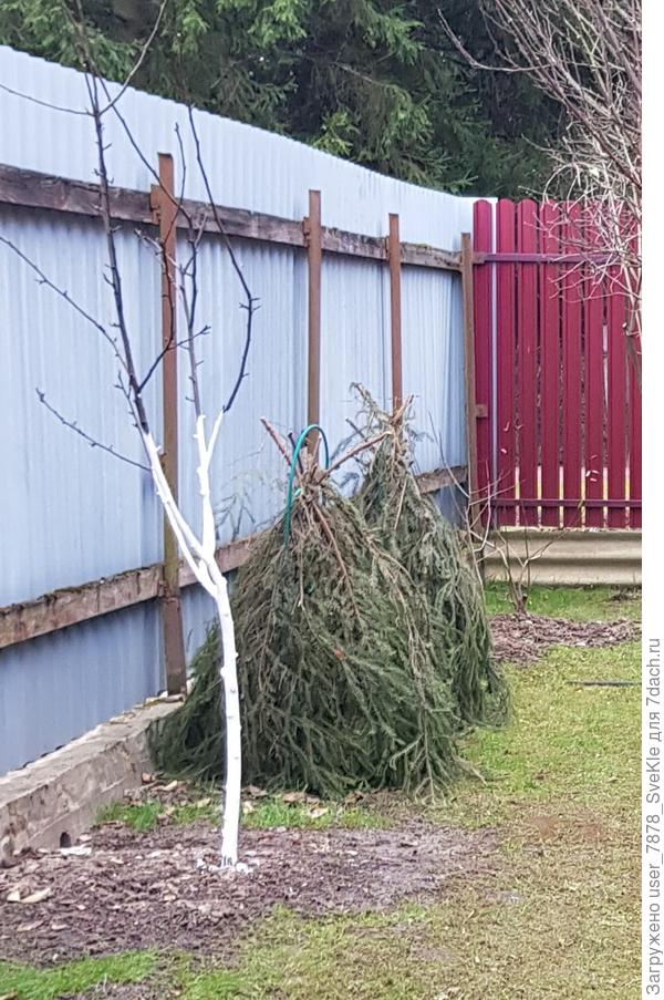 Они просто такие маленькие, что мы решили на зиму сделать им шалаши из лапника