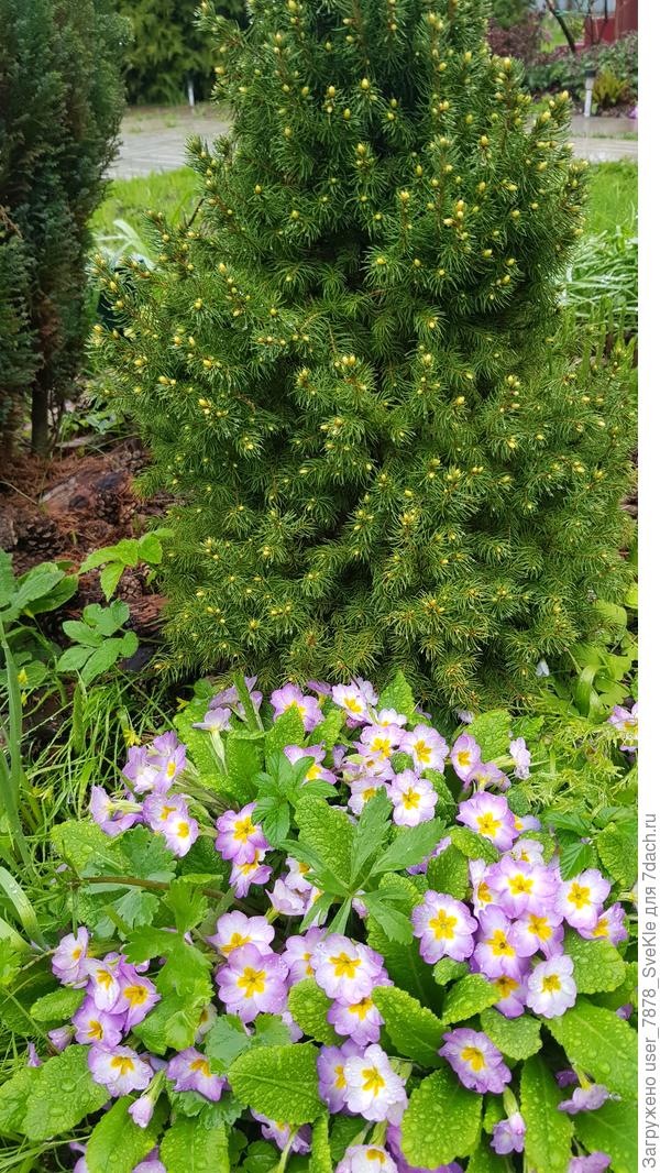 17 мая. Дейзи Вайт в &quot;бутонах&quot;)))