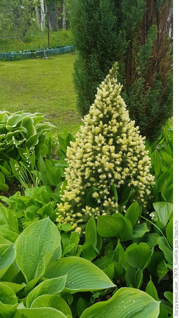 Растет весьма медленно