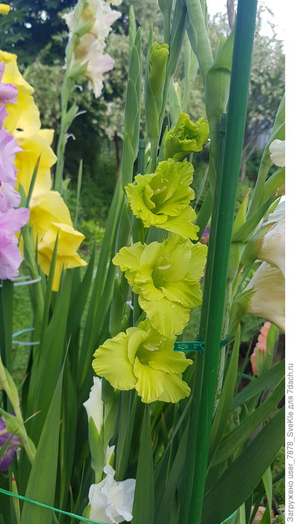 Зеленый гладиолус очень нравится