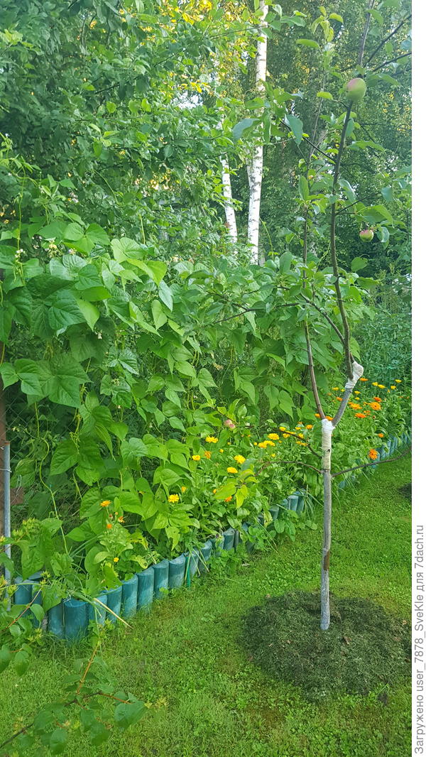 Организовали под неё узкую грядочку вдоль забора из старой рабицы. Такая естественная живая дрпировка забора получается.