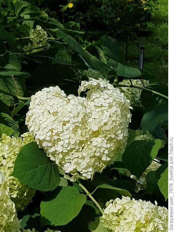 Названия горты не знаю, еще мама сажала давноооо