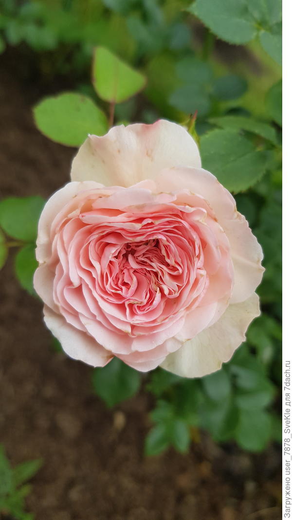 Мария-Терезия