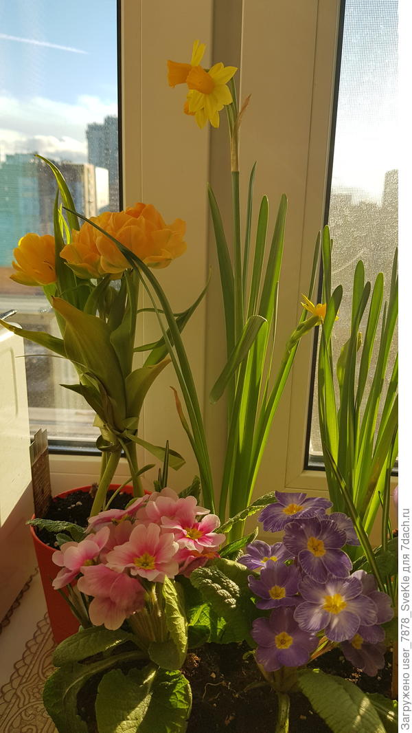 Пару лет назад мне надарили на 8 марта. Всё отвезла на дачку. Посадила. Примулы эти на следующий год не вышли. Значит, не доя нашего региона они были.