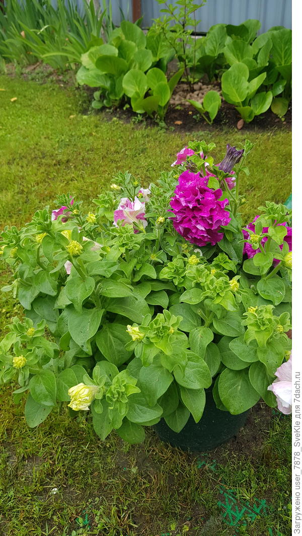 Вооон там у забора. А если за ум не возьмется, за забор отправлю.