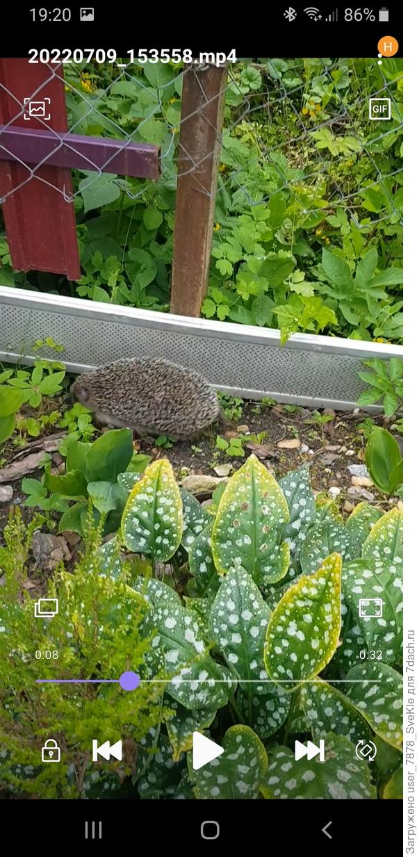 Да, ёжики заходят)